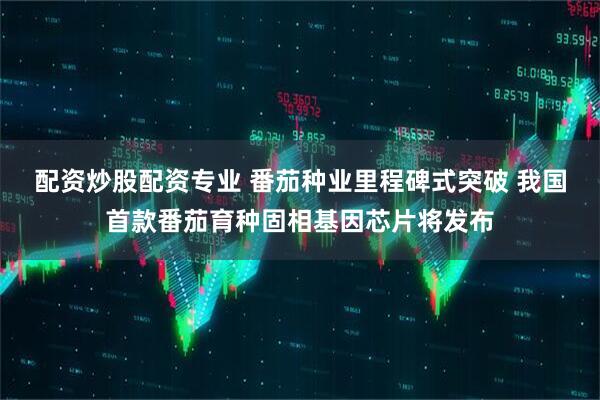 配资炒股配资专业 番茄种业里程碑式突破 我国首款番茄育种固相基因芯片将发布